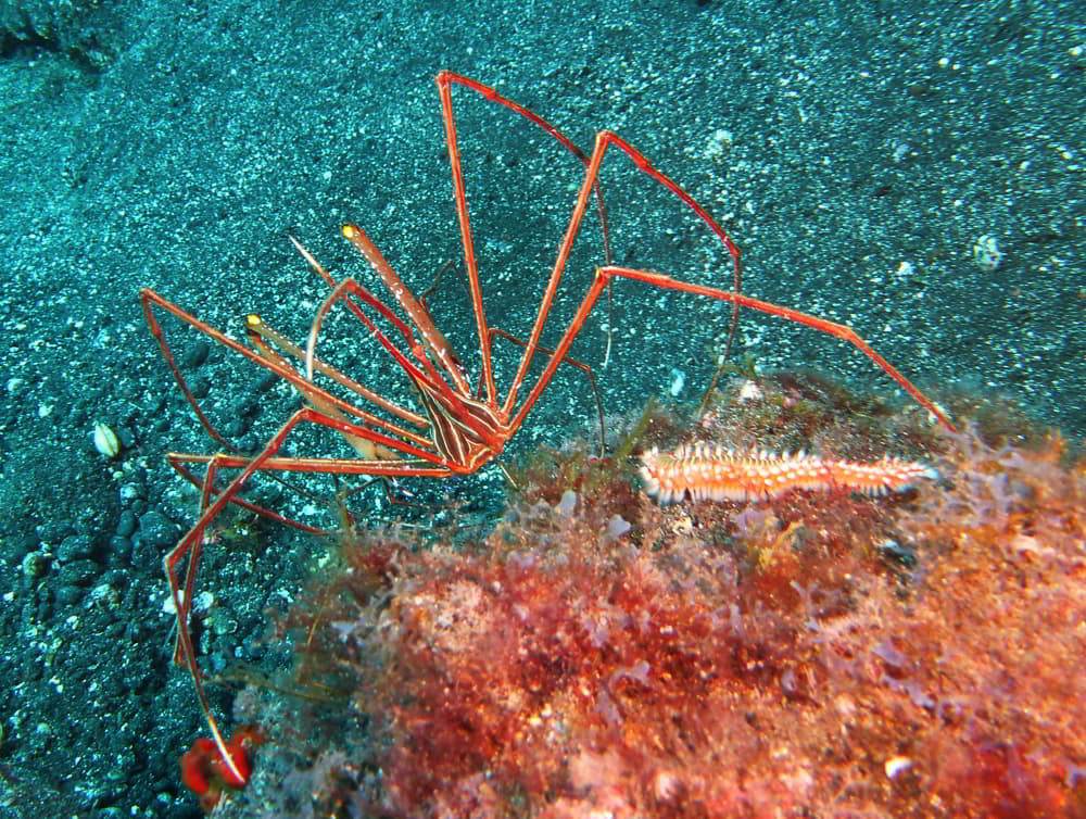 Arrow Crab – Stenorhynchus lanceolatus