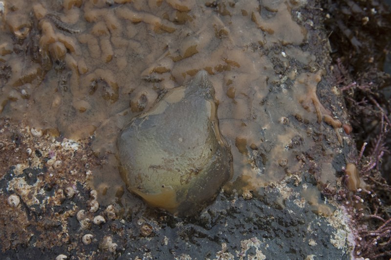 , Sea Squirt, Ascidia conchilega