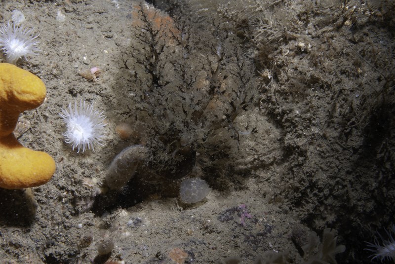 , Brown Sea Cucumbers, Aslia lefevrei