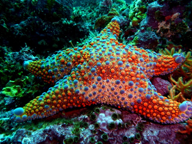 , Firebrick Seastar, Asterodiscides truncatus