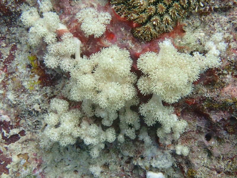 , Soft Coral, Asterospicularia randalli