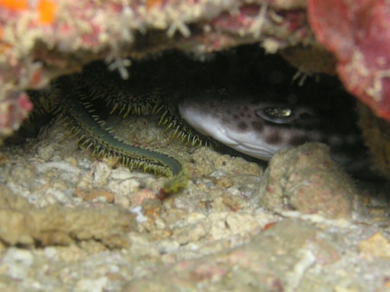 Coral catshark, Coral Catshark - Atelomycterus marmoratus, Atelomycterus marmoratus