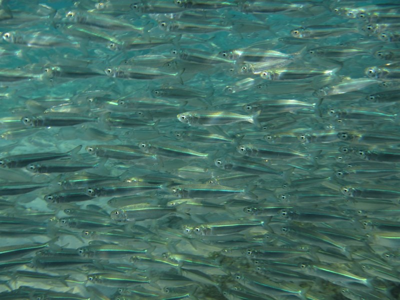 Wide-banded hardyhead silverside, Wide-banded Hardyhead Silverside, Hardyhead Silverside, Atherinomorus lacunosus