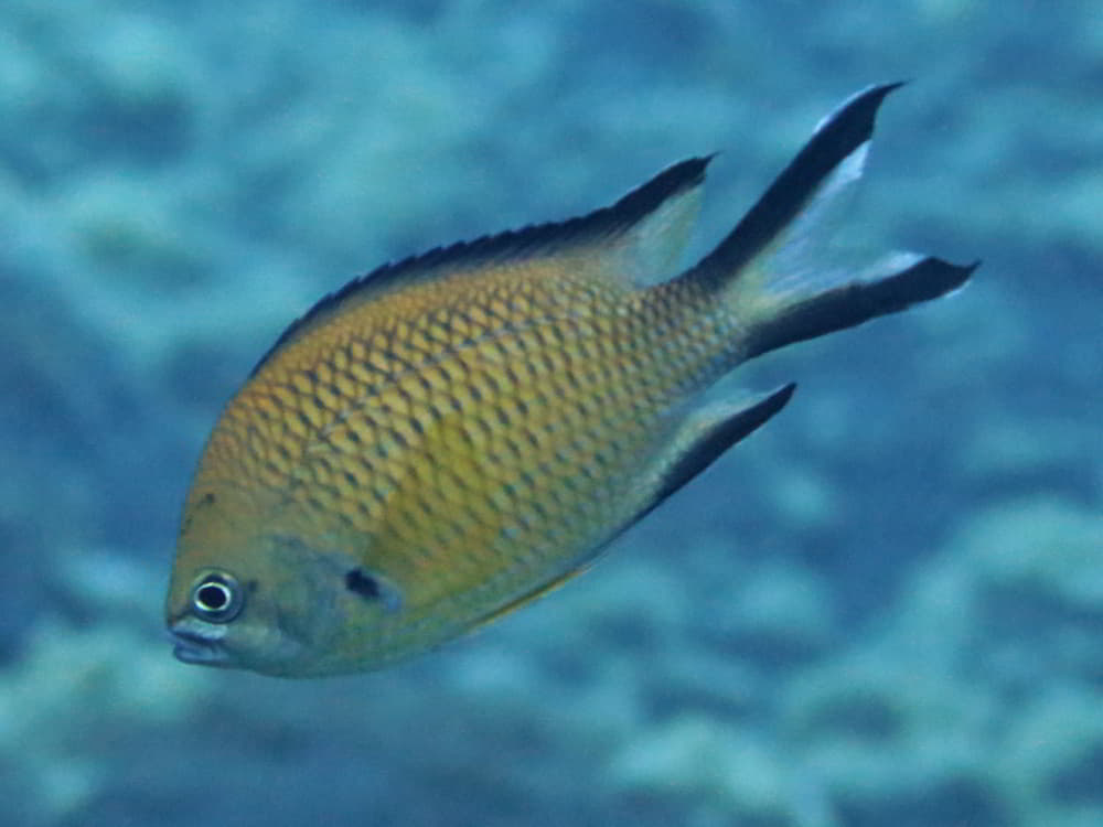 Atlantic Damselfish Azores Chromis – Chromis limbata