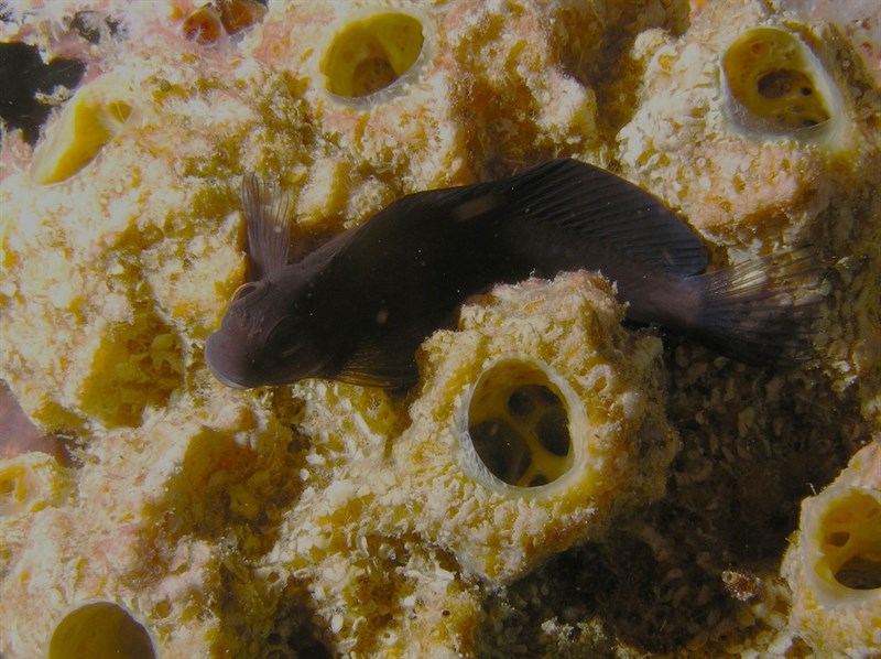 , Black Blenny, Brown Coral Blenny, Brown Coral-blenny, Dusky Blenny - Atrosalarias fuscus, Atrosalarias fuscus