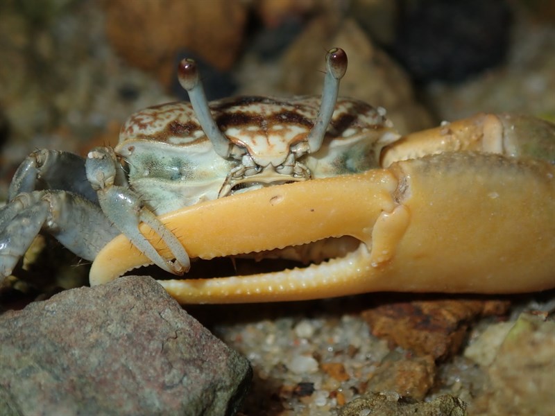 , Lemon-Clawed Fiddler Crab, Perplexing Fiddler Crab, Yellow-clawed Fiddler Crab - Austruca perplexa, Austruca perplexa