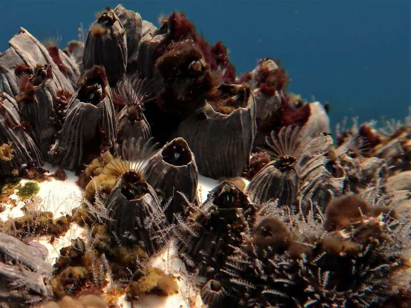 Azores-Barnacle-megabalanus-azoricus-scuba-diving-canary-islands-crustacea-species-mussel