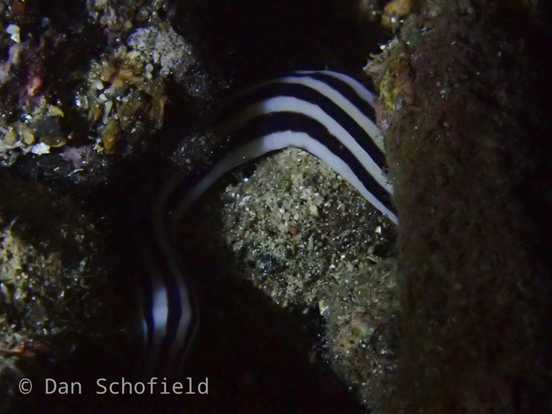 , Five-Lined Ribbon Worm, Baseodiscus quinquelineatus