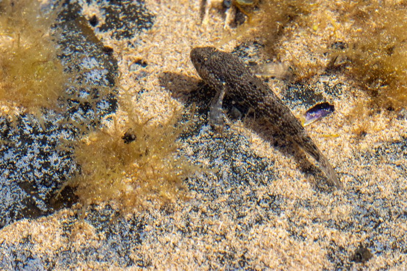 Noronha frillfin goby, , Bathygobius brasiliensis