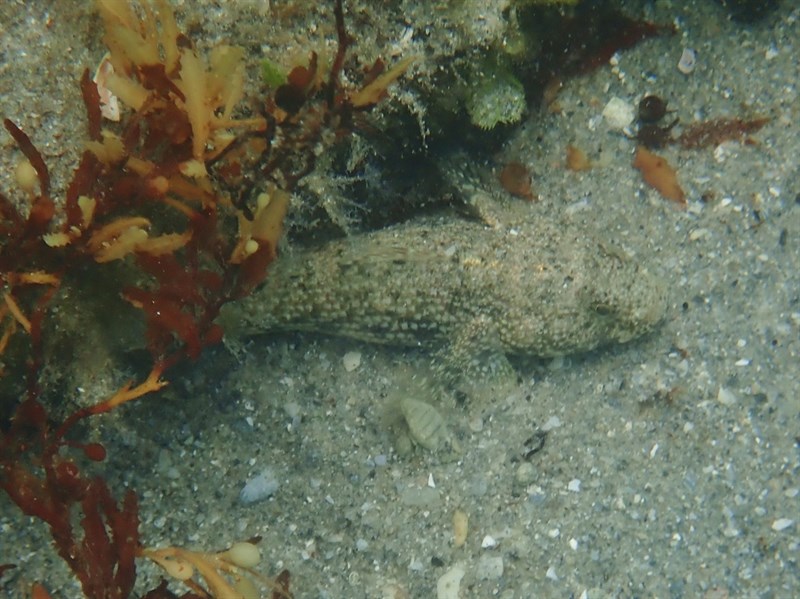 , Checkerboard Frillfin, Checkerboard Frillfin Goby - Bathygobius lacertus, Bathygobius lacertus