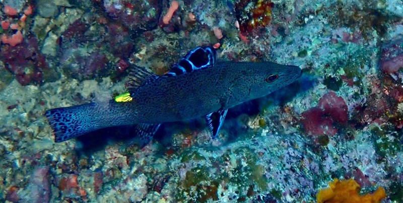 Arrowhead soapfish, Arrow-head Soapfish, Arrowhead Soapfish, Chabanaud's Soapfish, Belonoperca chabanaudi