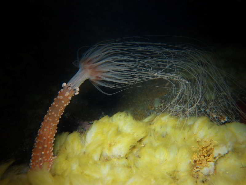 Berried-Anemone-Alicia-mirabilis-image-anthozoa-species-suba-diving-canary-islands