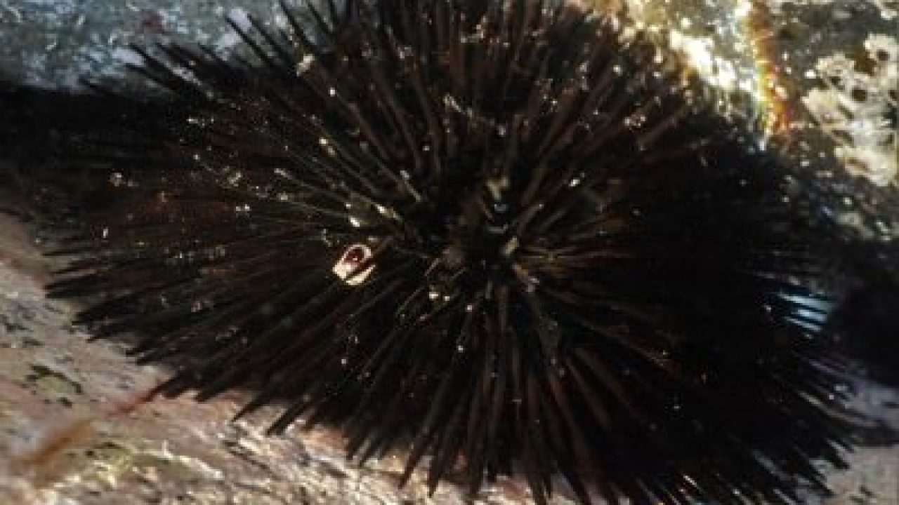 Black-Sea-Urchin-Arbacia-lixula-echinodermata-echinoderms-species-scuba-diving-canary-islands-canaries-atlantic-ocean