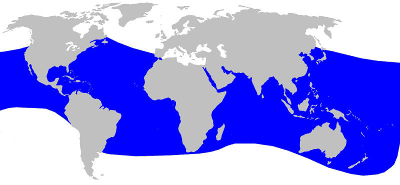 Blainvilles-Beaked-Whale-Mesoplodon-densirostris-Map-Distribution-Occurence