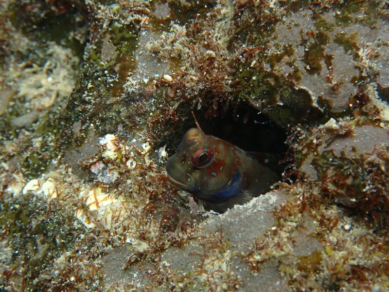 Biliton blenniella, Blenniella bilitonensis, Blenniella bilitonensis