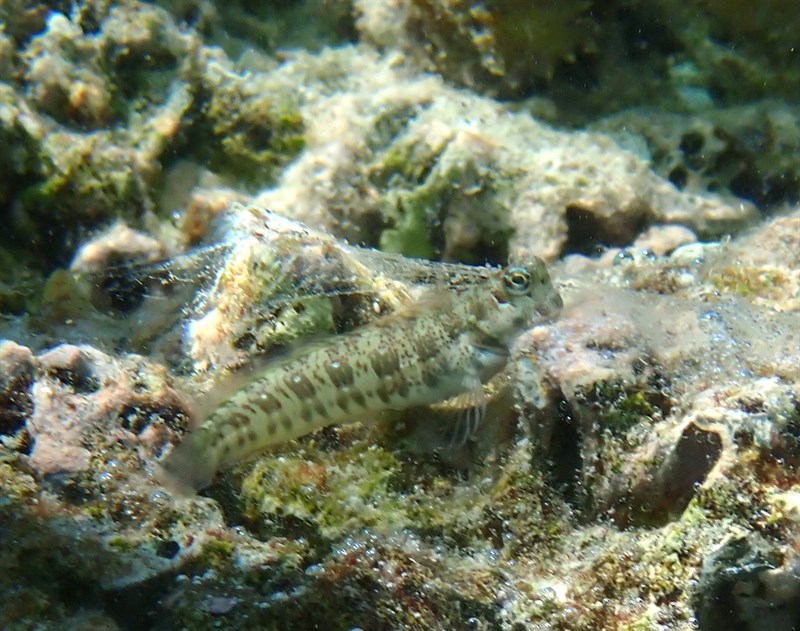 Bluedash rockskipper, Blue-dashed Rockskipper, Bluedash Rockskipper - Blenniella paula, Blenniella paula