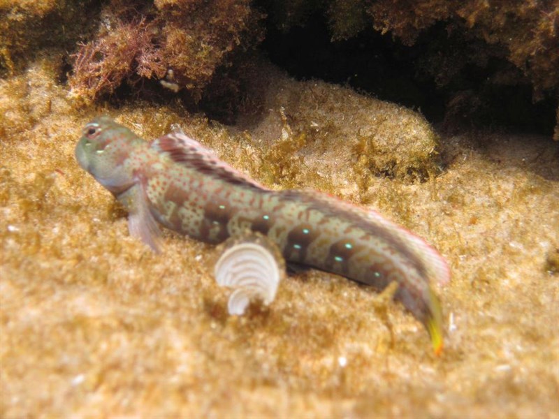 Blue-dashed rockskipper, Blue-dashed Rockskipper, Blenniella periophthalmus