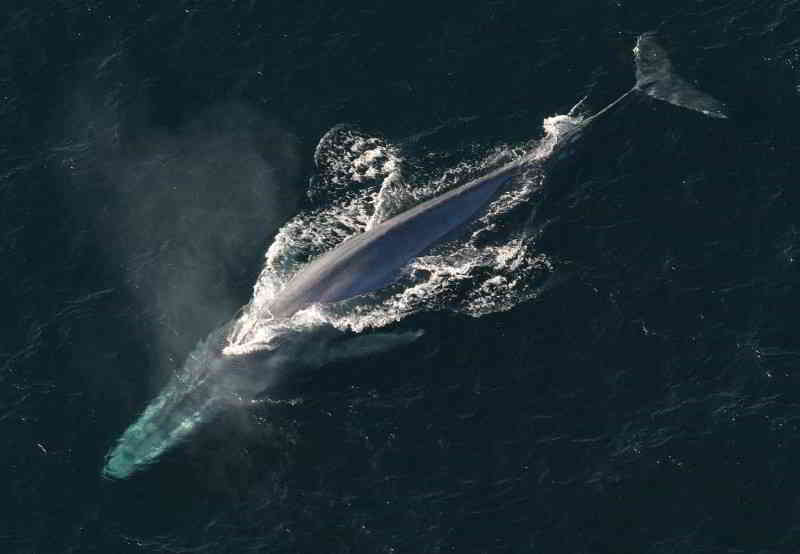 Blue-Whale-Balaenoptera-musculus-Canary-Islands-Whales-species-Canaries-tenerife-Gran-Canaria-Whalewatching-Fuerteventura-Lanzarote-La-Palma-Gomera-El-Hierro-Atlantic-Ocean