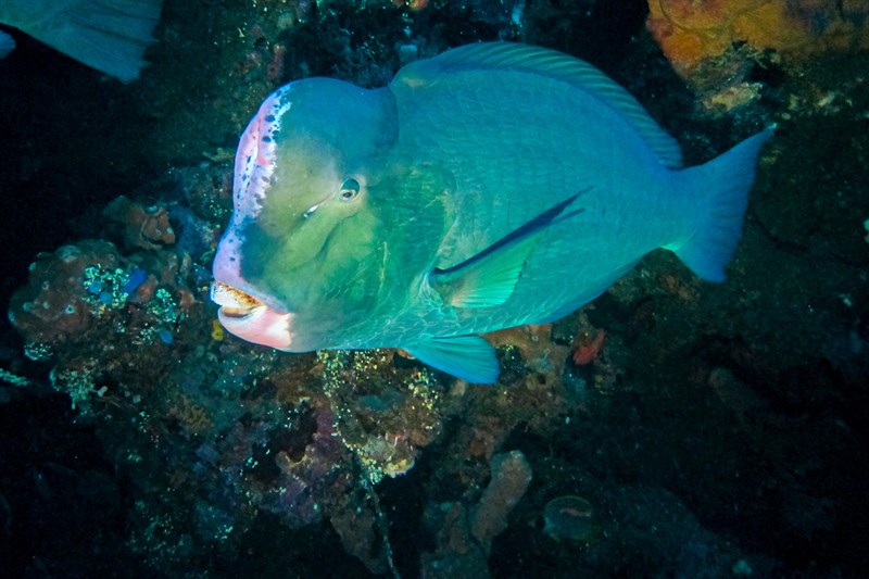 Green humphead parrotfish, Bumphead Parrotfish, Double-headed Parrotfish, Green Humphead Parrotfish, Humphead Parrotfish, Hump-head Parrotfish, Bolbometopon muricatum