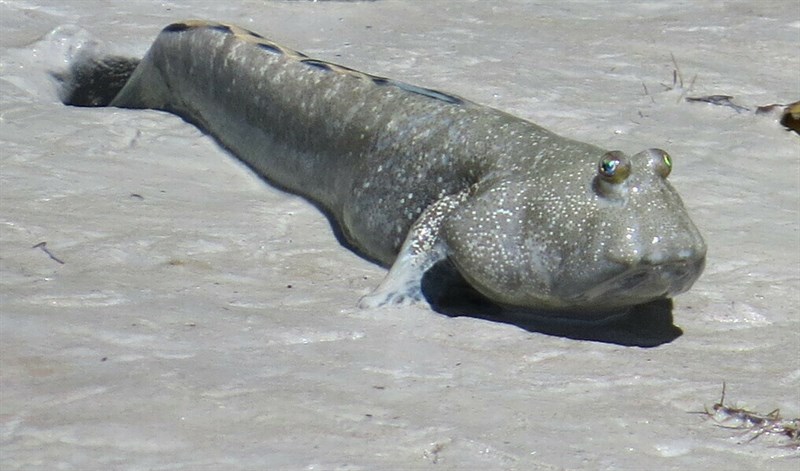 Bluespotted mudskipper, Boleophthalmus caeruleomaculatus, Boleophthalmus caeruleomaculatus