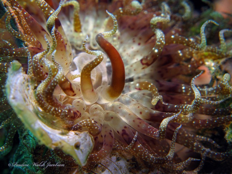 , Mcmurrich's Anemone, Swimming Anemone, Swimming Sea Anemone, Muddy Shore Anemone, Boloceroides mcmurrichi