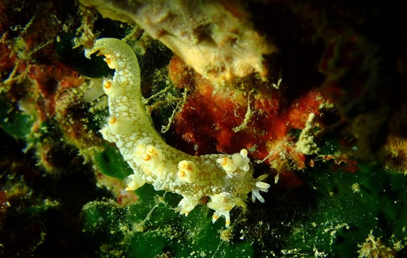 , Star Nudibranch - Bornella stellifera, Bornella stellifera