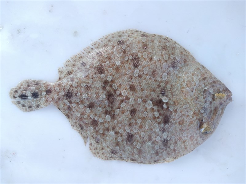 Twospot flounder, , Bothus robinsi