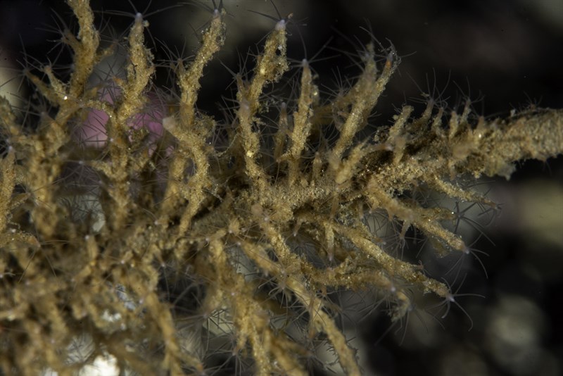 , Huddle Hydroid, Sticky Hydroid, Bougainvillia muscus