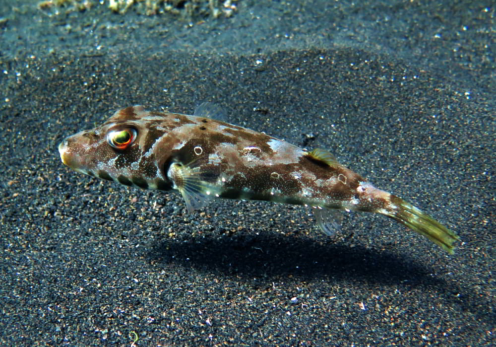 Brown Pufferfish - Sphoeroides marmoratus