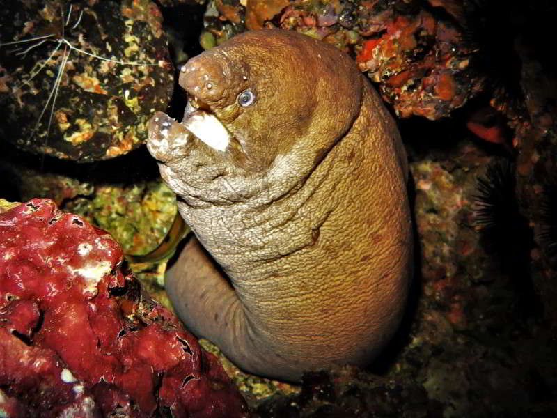 Brown-Moray-Eel-Gymnothorax-Unicolor-scuba-diving-canary-islands-anguilliformes-species-Mediterranean-Sea