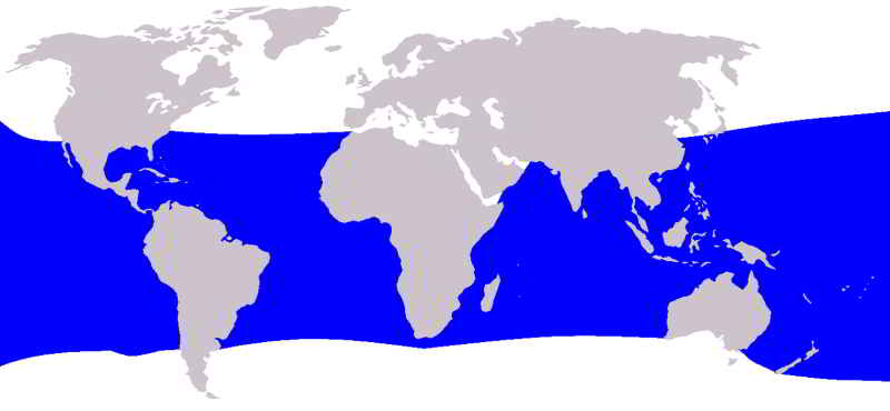 Brydes-Whale-or-Edens-Whale-Balaenoptera-edeni-brydei-distributon-map-occurence