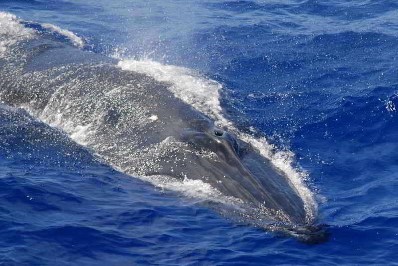 Brydes-Whale-or-Edens-Whale-Species-Balaenoptera-edeni-brydei-Tenerife-Whalewatching-Gran-Canaria-Fuerteventura-Lanzarote-La-Palma-Gomera-El-Hierro-Canary-Islands-Canaries-Atlantic-ocean