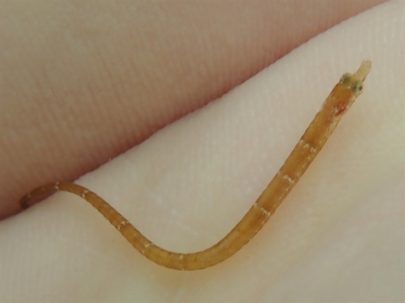 Pugnose pipefish, Pugnose Pipefish - Bryx dunckeri, Bryx dunckeri