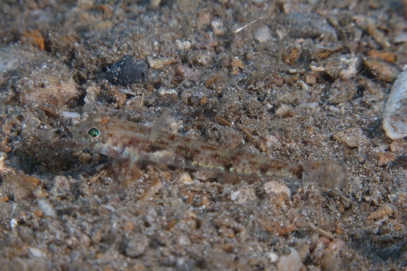 Massuti's goby, Buenia massutii, Buenia massutii