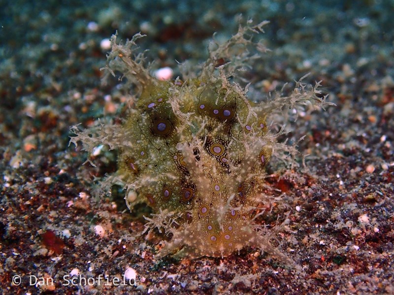 , Bursatella ocelligera, Bursatella ocelligera