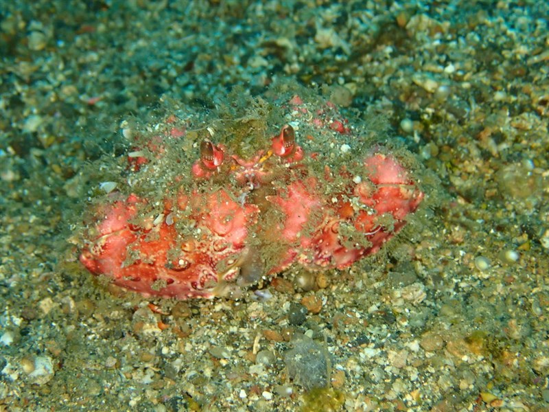 , Two Horn Box Crab, Shame-faced Crab, Calappa bicornis