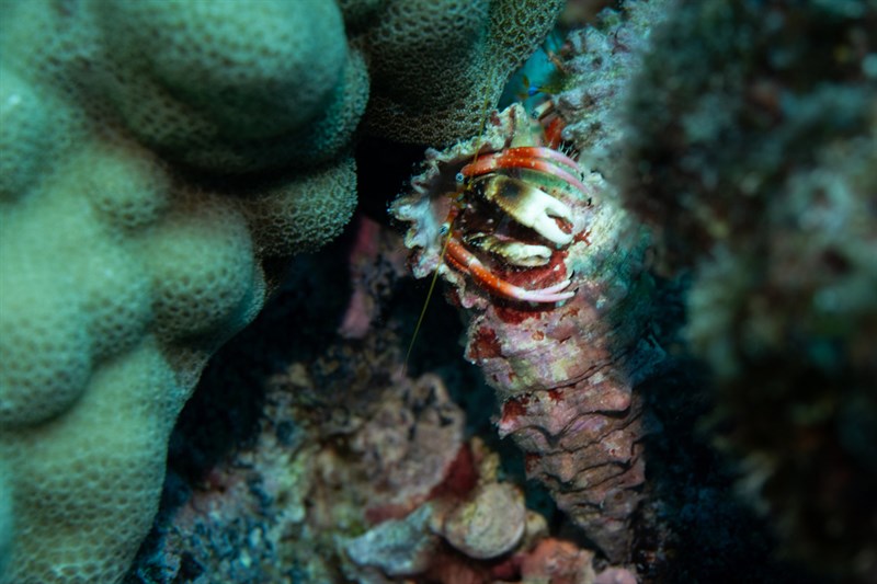 , Laurent's Hermit Crab, Calcinus laurentae