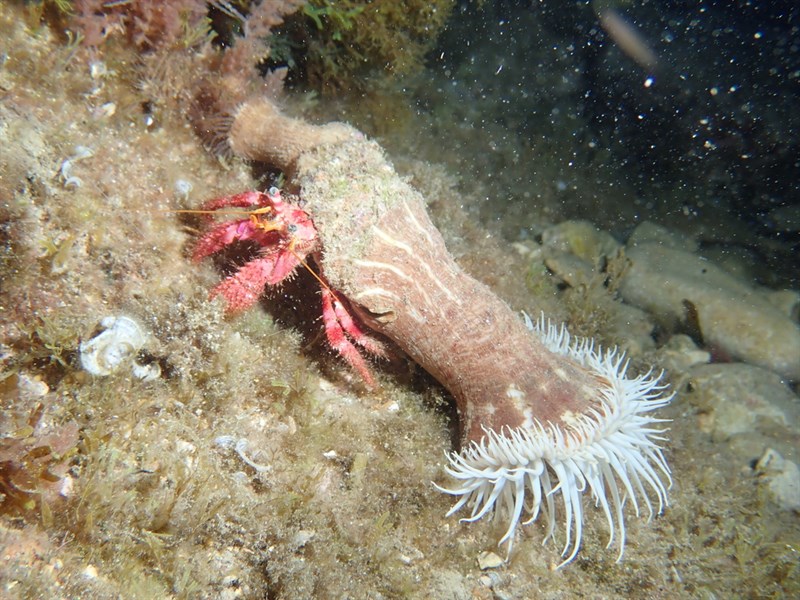 , Parasitic Anemone - Calliactis parasitica, Calliactis parasitica