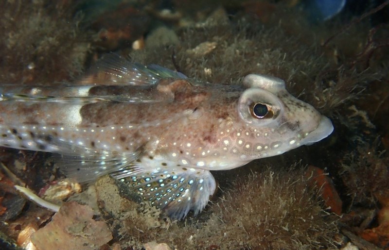 , Spotted Dragonet, Callionymus maculatus