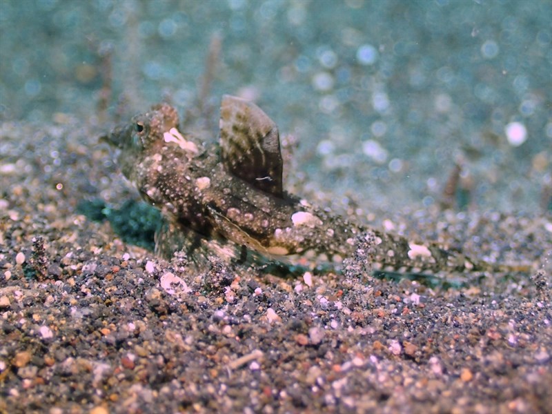 Proud dragonet, Callionymus superbus, Callionymus superbus