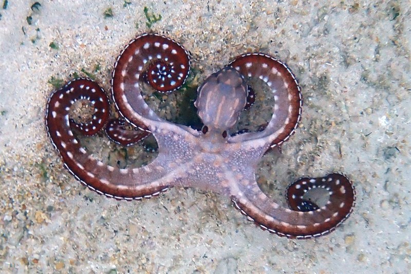 , White-Striped Octopus, Ornate Octopus, Callistoctopus ornatus