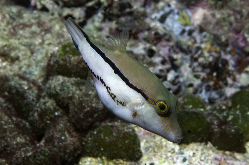 Southern Atlantic sharpnose-puffer, Southern Atlantic Sharpnose-puffer, Canthigaster figueiredoi