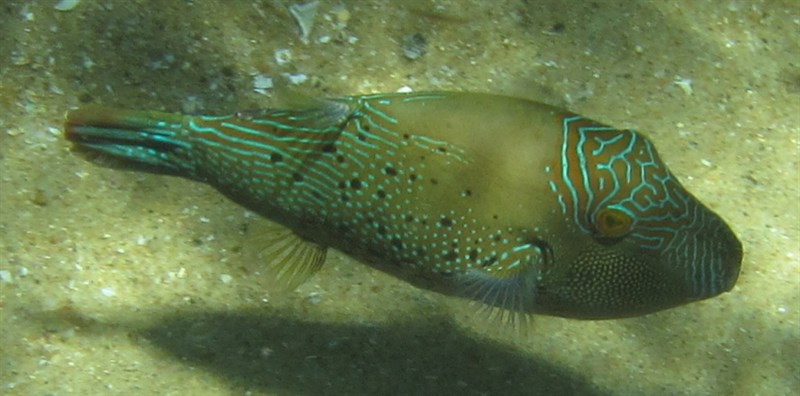 Natal toby, Natal Toby - Canthigaster natalensis, Canthigaster natalensis