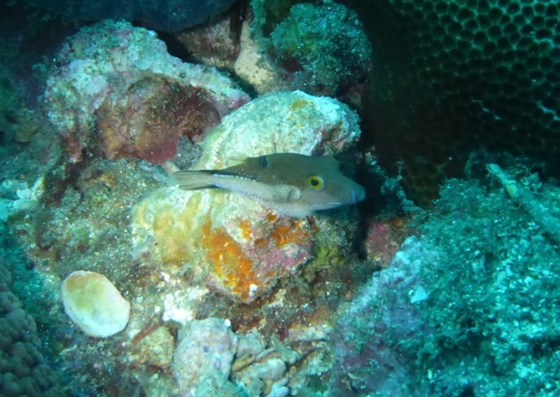 West African sharpnose-puffer, West African Sharpnose-puffer - Canthigaster supramacula, Canthigaster supramacula