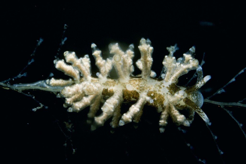 , Aeolid Nudibranch, Capellinia doriae