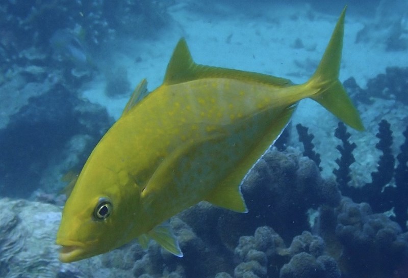 Orangespotted trevally, Gold-spotted Trevally, Orangespotted Trevally, Carangoides bajad