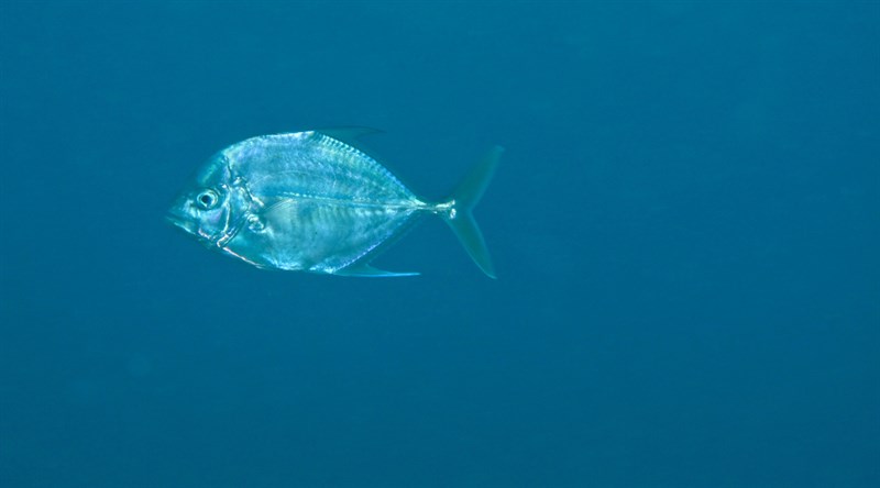 Coastal trevally, Coastal Trevally, Carangoides coeruleopinnatus