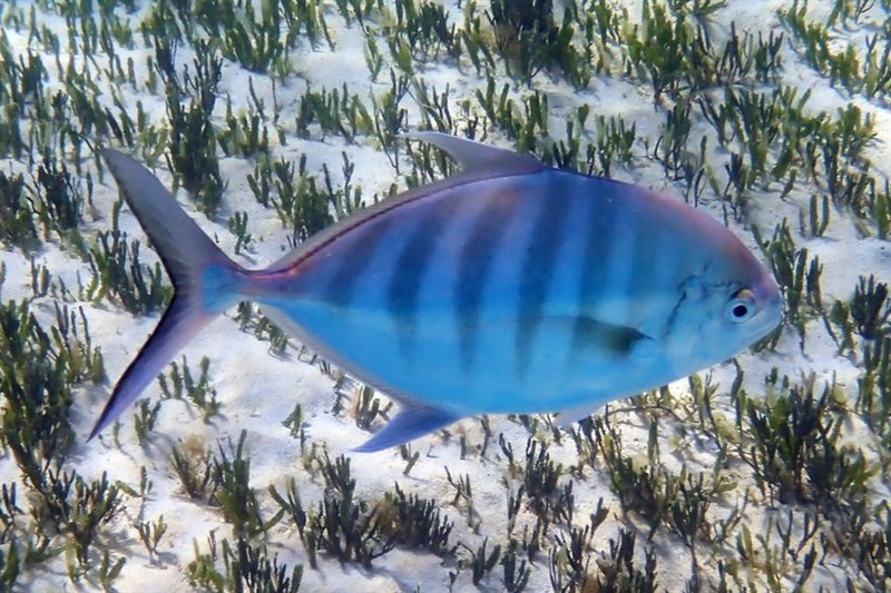 Blue trevally, Blue Trevally, Carangoides ferdau