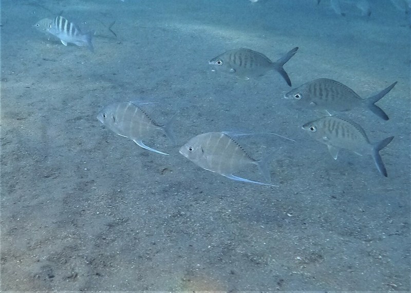 Threadfin jack – Carangoides otrynter