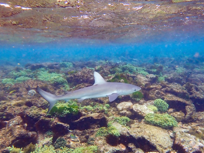 Galapagos shark, Galapagos Shark,  Mackerel Shark, Carcharhinus galapagensis